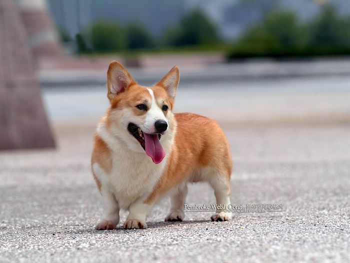 小型狗排名_狗的品种小型犬