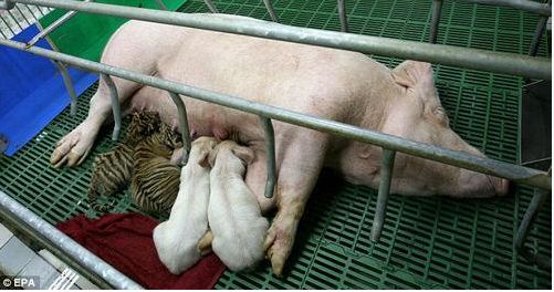 ﹏⊙b汗!有奶便是娘